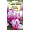 Цикламен Стриата персидский* 3 шт.