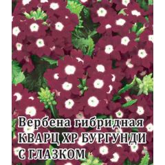 Вербена Кварц- XP Бургунди с глазком, гибридная 250 шт.* сер. Профи