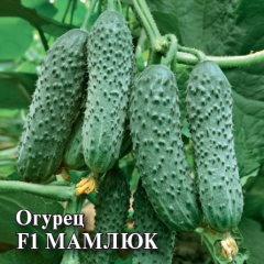 Семена Огурец Мамлюк F1 100 шт.