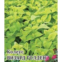 Семена Колеус Визард Голден 100 шт.