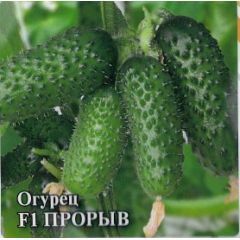 Семена Огурец Прорыв F1 250 шт.