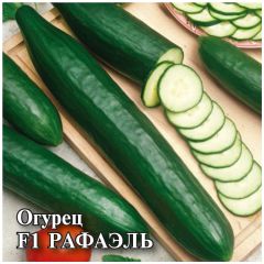 Семена Огурец Рафаэль F1 250 шт.