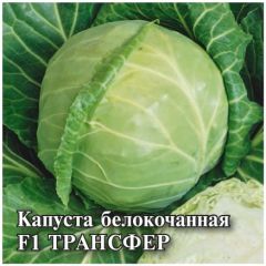 Семена Капуста белокочанная Трансфер F1 25 г