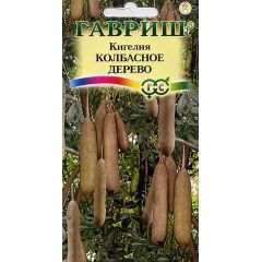 Семена Кигелия Колбасное дерево 3 шт.