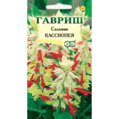 Сальвия Кассиопея*, карликовая  4 шт.