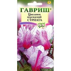 Семена Цикламен Стриата персидский 3 шт.