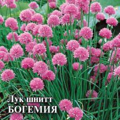 Семена Лук шнитт Богемия 50 г