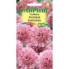 Скабиоза темнопурпурная Розовая королева махр. 7 шт.