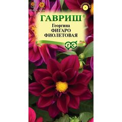Георгина Фигаро фиолетовая  7 шт. негранул.