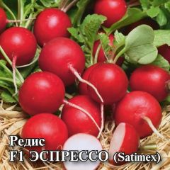 Редис Эспрессо F1 25,0 г (Сатимекс)