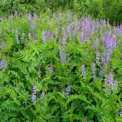 Козлятник Ялгинский (сидерат) 1 кг