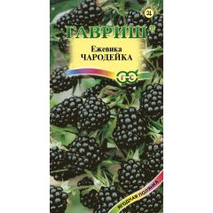 Ежевика Чародейка 10 шт.