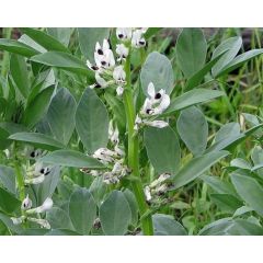 Бобы кормовые Пензенские 16 (сидерат) 0,5 кг