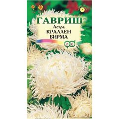 Астра Краллен Бирма, однолетняя (коготковая, кремовая) 0,3 г