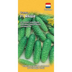 Огурец Маша F1 5 шт. корнишон (Голландия)