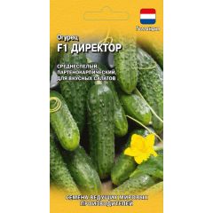 Огурец Директор F1 5 шт. (Голландия)