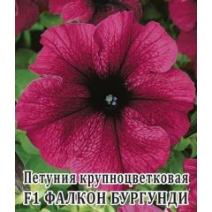 Петуния Фалкон Бургунди F1 крупноцв. 100 шт.