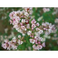 Гречиха Сумчанка (медонос) 0,5 кг