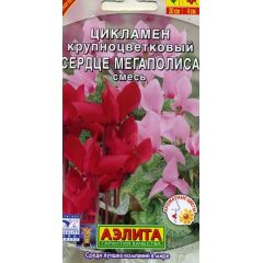 Цикламен Сердце мегаполиса персидский , смесь 3 шт Аэлита