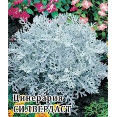 Цинерария Силвердаст (серебристая) 500 шт.* сер. Профи