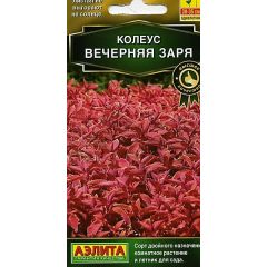 Колеус блюме Вечерняя заря 10 шт. Аэлита