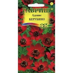 Адонис летний Керубино 0,1 г