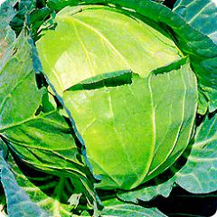 Капуста белокоч. Квартет F1 10,0 г