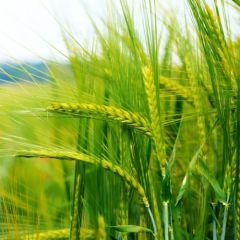 Пшеница яровая Харьковская 46 1 кг