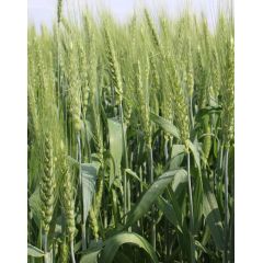 Пшеница озимая Лагуна 1 кг