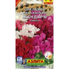 Цикламен Жандарм персидский, смесь 3 шт Аэлита