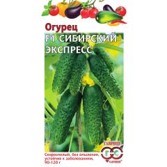 Огурец Сибирский экспресс F1 10 шт. автор.