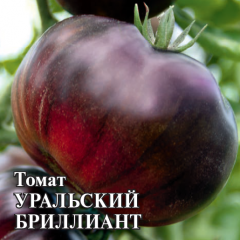 Томат Уральский бриллиант (пурпурно-фиолет. биколор)  F1 100 шт.
