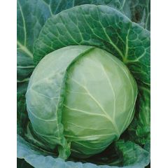 Капуста белокоч. Престиж F1 10,0 г для хранения