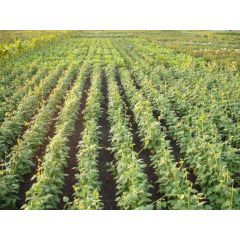 Фасоль Пагода (сидерат) 1,0 кг