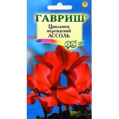 Цикламен Ассоль персидский* 3 шт.