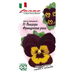 Виола Пандора французская роза F1 5 шт. серия Фарао
