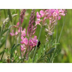 Эспарцет Песчаный 1251 (медонос) 1,0 кг