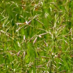 Овсяница луговая Свердловская 37  1 кг