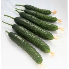 Огурец Вальсет F1 100 шт. автор.