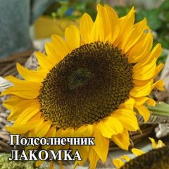 Подсолнечник Лакомка 100 г