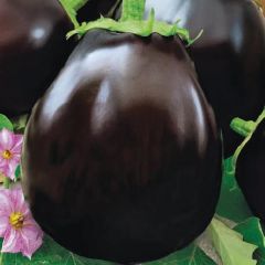 Баклажан Грибное удовольствие 5,0 г