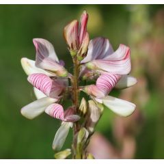 Эспарцет Розовый 89 (медонос, сидерат) 0,5 кг