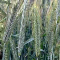 Рожь озимая Орловская 9 0,5 кг