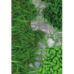 Люпин Сидерат 46 (однолетний) 0,5 кг