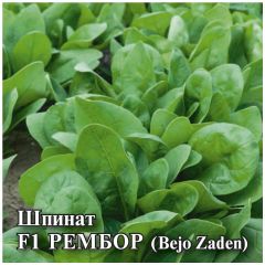 Шпинат Рембор F1 25,0 г (Голландия)