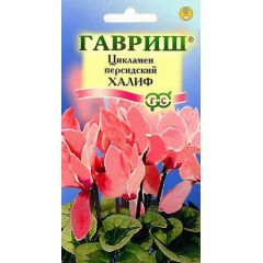 Цикламен Халиф персидский* 3 шт.