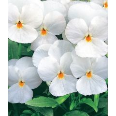 Виола Сорбет XP Вайт F1 рогатая 250 шт.* сер. Профи