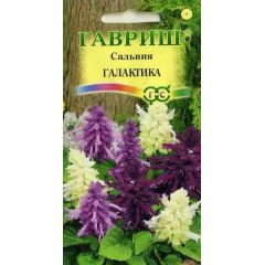 Сальвия Галактика*, карликовая, смесь 6 шт.