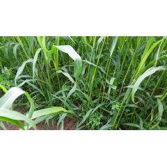 Суданская трава Приобская 97 0,5 кг