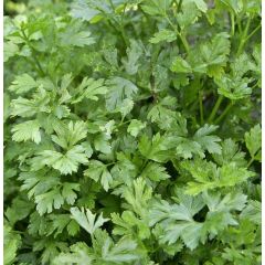 Кориандр Колтивата 100 г